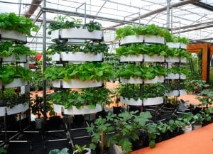 Vertical Farming